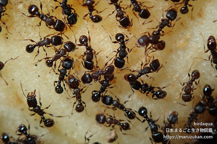 トビイロシワアリ