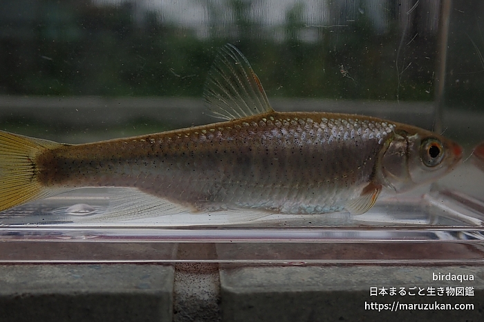 オイカワ