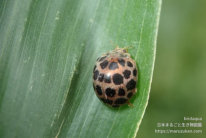 オオニジュウヤホシテントウ（成虫）の写真