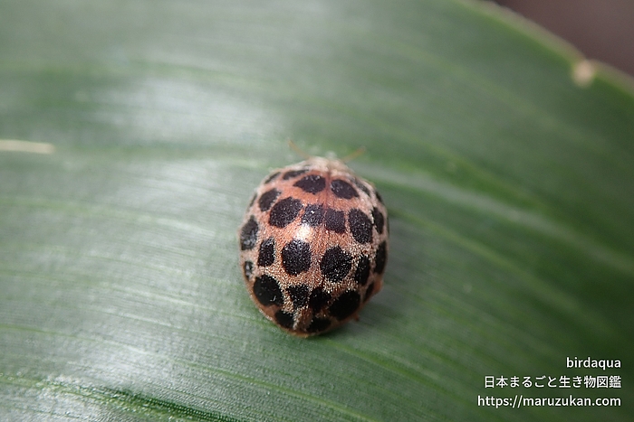 オオニジュウヤホシテントウ