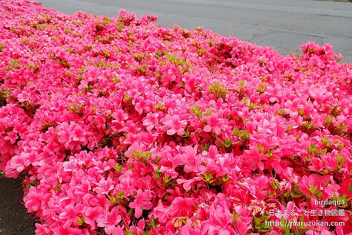 サツキ（花）の写真