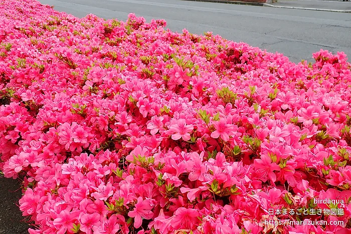 サツキ（花）の写真