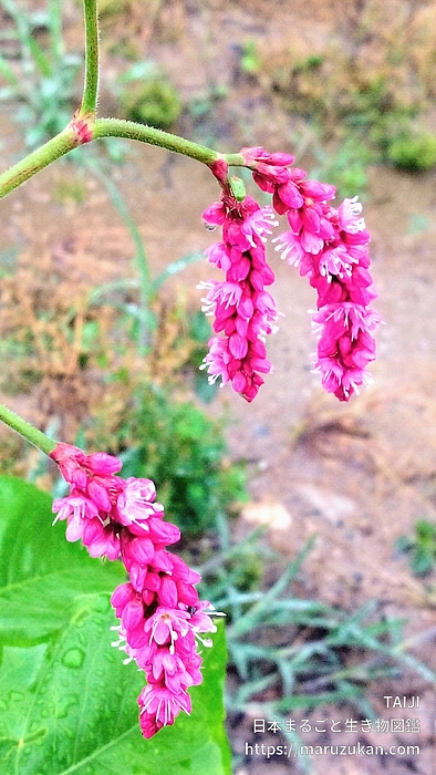 オオケダテ