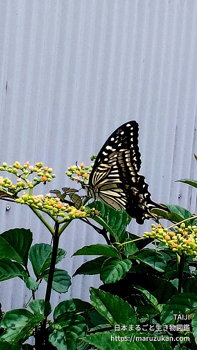 ナミアゲハ