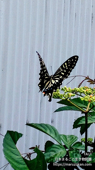 ナミアゲハ