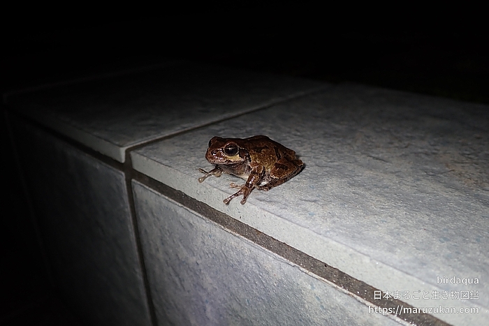 ニホンアマガエル