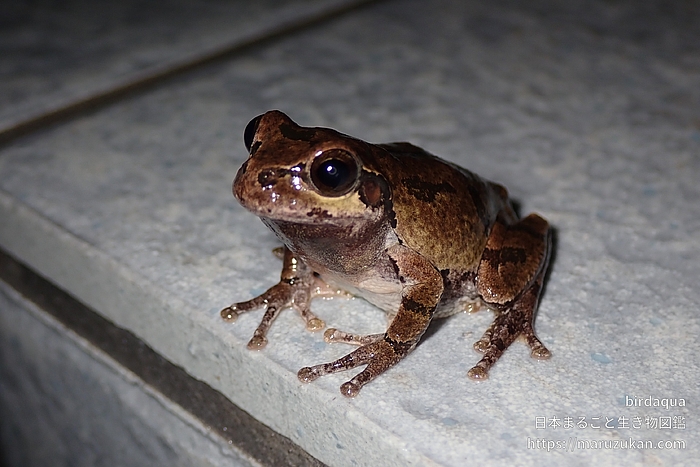 ニホンアマガエル