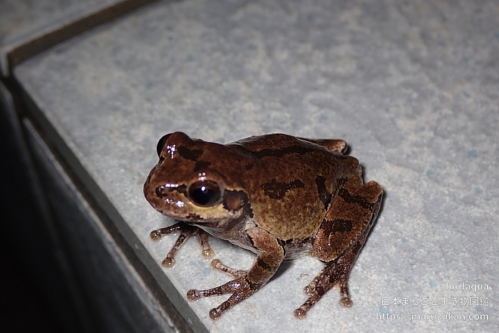 ニホンアマガエル