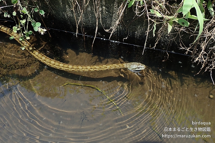 アオダイショウ
