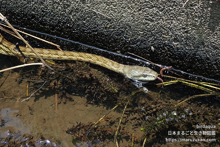 アオダイショウ