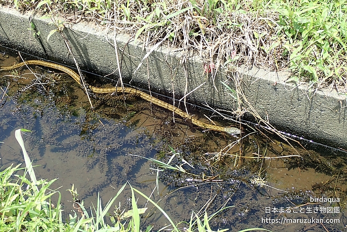 アオダイショウ