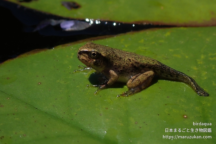 ニホンアマガエル
