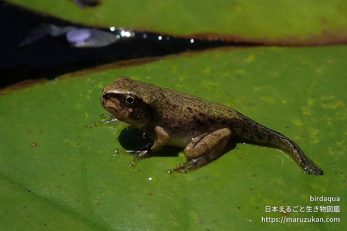 ニホンアマガエル