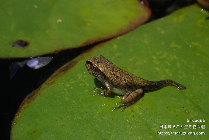 ニホンアマガエル