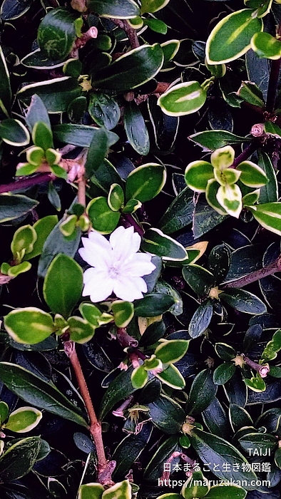 フイリハクチョウゲ