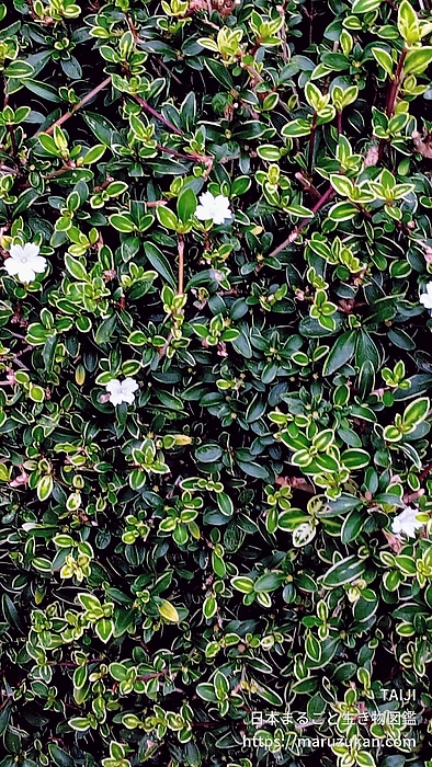 フイリハクチョウゲ