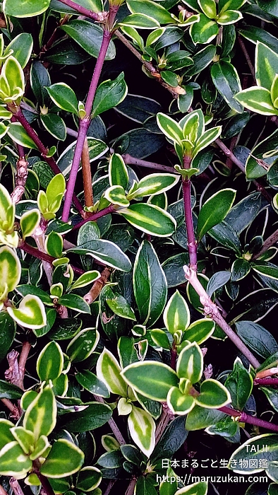 フイリハクチョウゲ