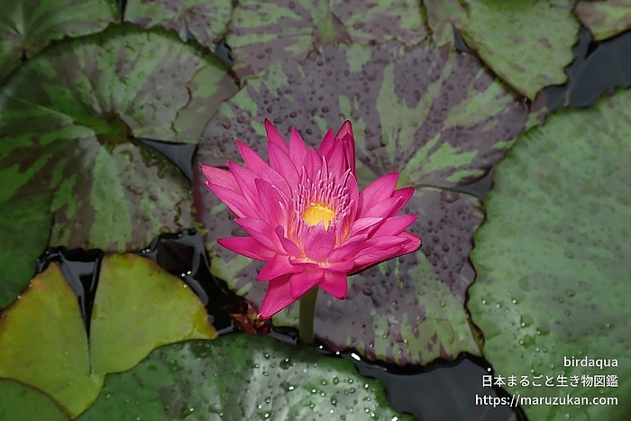 マイアミローズ