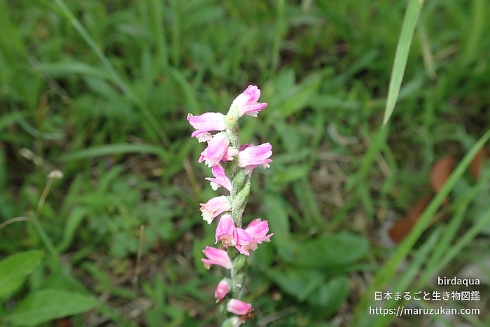 ネジバナ