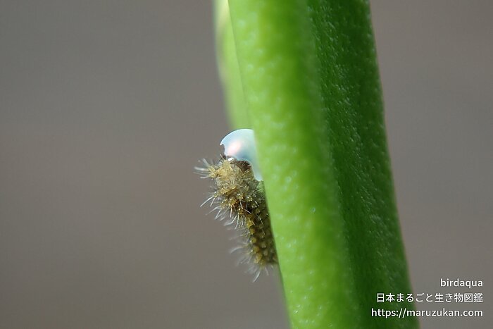 ナミアゲハ