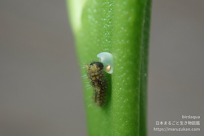 ナミアゲハ