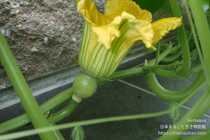 セイヨウカボチャ