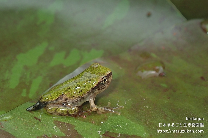 ニホンアマガエル