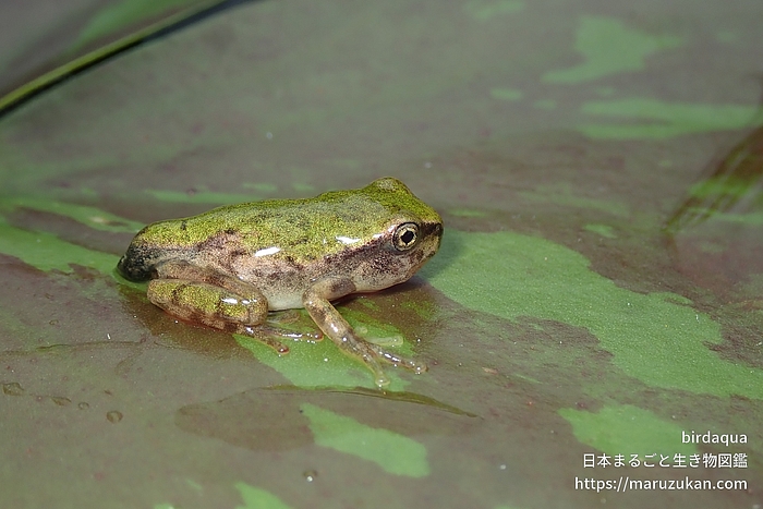 ニホンアマガエル