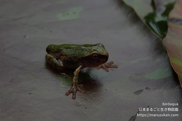 ニホンアマガエル