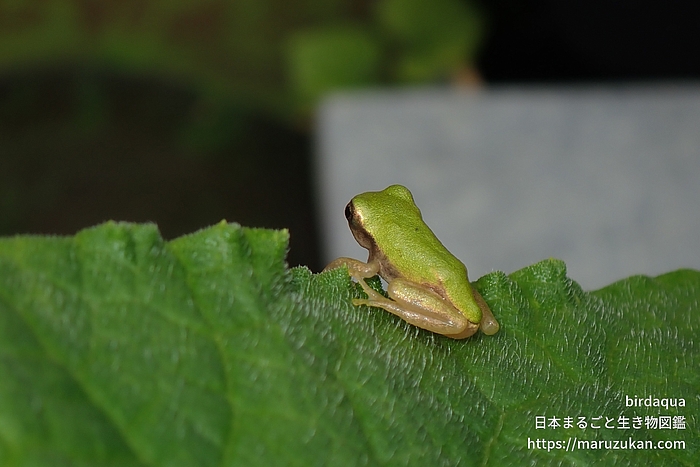 ニホンアマガエル