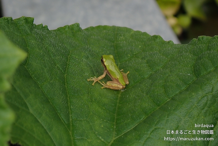 ニホンアマガエル