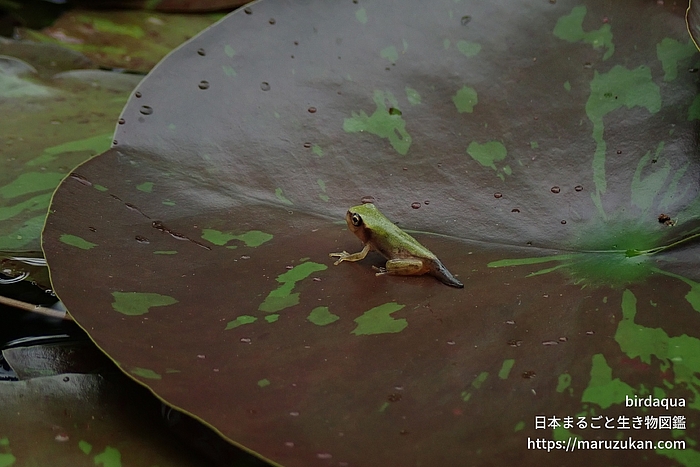 ニホンアマガエル