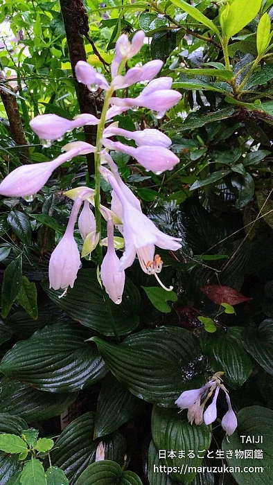 カンザシギボウシ（花）の写真