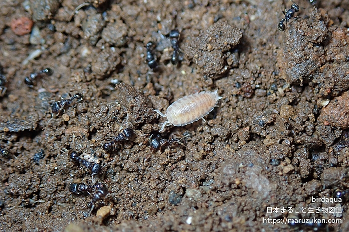 オカメワラジムシ属の一種