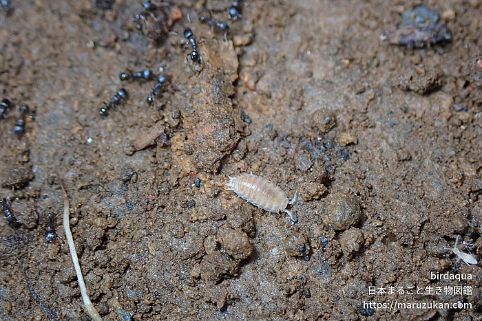 オカメワラジムシ属の一種