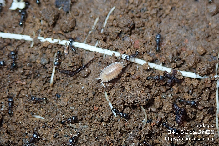 オカメワラジムシ属の一種