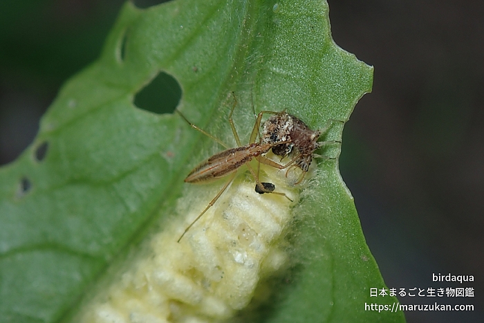 マキバサシガメ科の一種