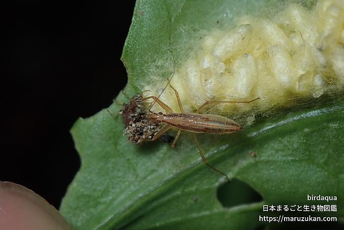 マキバサシガメ科の一種