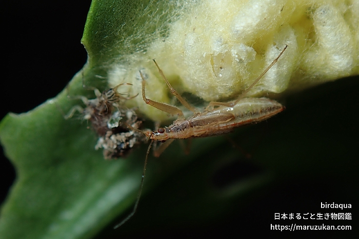 マキバサシガメ科の一種