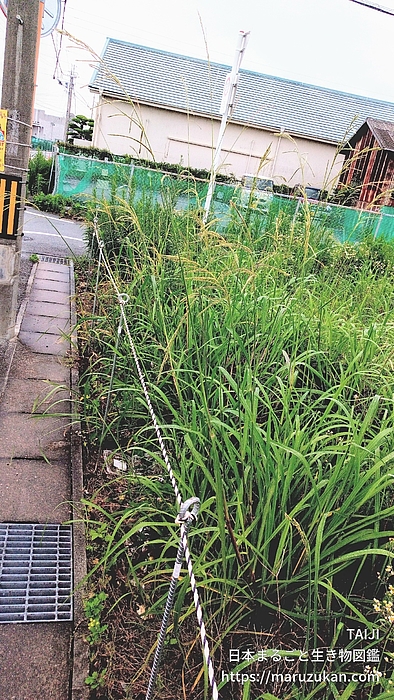 タチスズメノヒエ