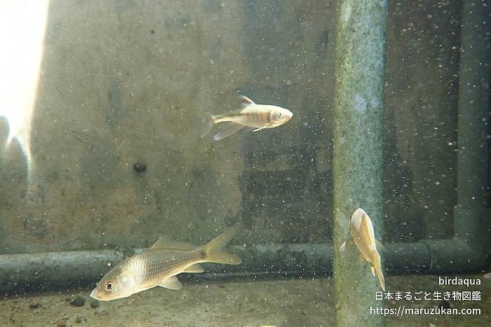 オイカワ