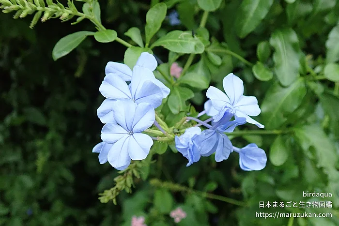 ルリマツリ（花）の写真