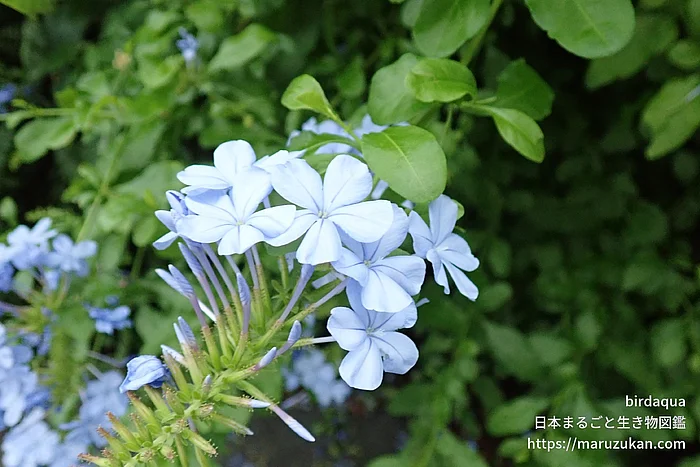 ルリマツリ（花）の写真
