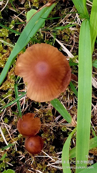 キツネタケ（花・実以外）の写真