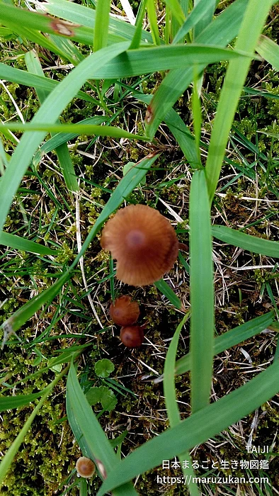 キツネタケ（花・実以外）の写真