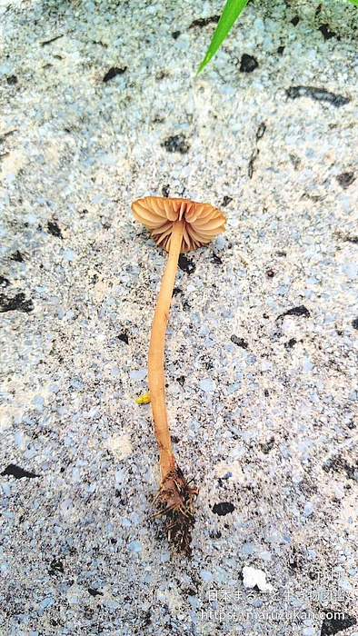 キツネタケ（花・実以外）の写真