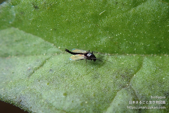 ツヤユスリカ属の一種
