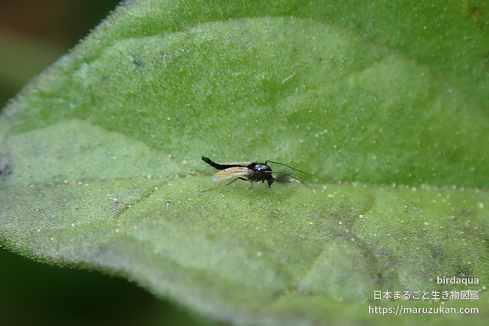 ツヤユスリカ属の一種