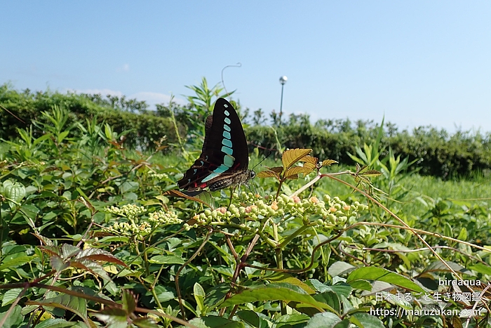 アオスジアゲハ