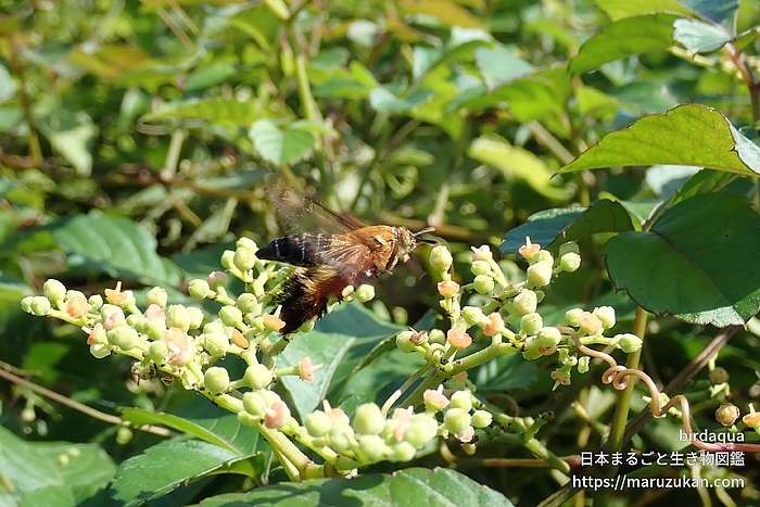 オオモモブトスカシバ